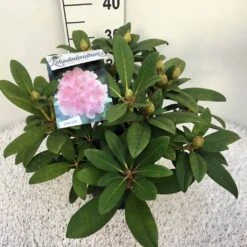 Rhododendron (Rhododendron 'Doc') -Planten Verkoopwinkel rho. y doc c5