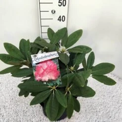 Dwergrhododendron (Rhododendron 'Fantastica') -Planten Verkoopwinkel rho. y fantastica c5 1