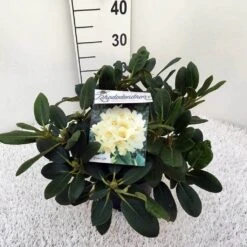 Rhododendron (Rhododendron 'Flava') -Planten Verkoopwinkel rho. y flava c5 1