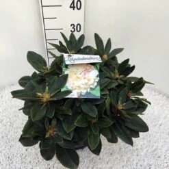 Dwergrhododendron (Rhododendron 'Golden Torch') -Planten Verkoopwinkel rho. y golden torch c5