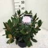 Dwergrhododendron (Rhododendron 'Silberwolke') -Planten Verkoopwinkel rho. y silberwolke c5 1