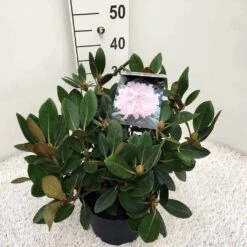 Dwergrhododendron (Rhododendron 'Silberwolke')