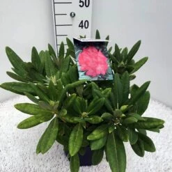 Dwergrhododendron (Rhododendron 'Sweet Sue') -Planten Verkoopwinkel rho. y sweet sue c5