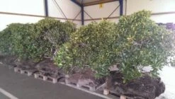 Rhododendron (Rhododendron 'Cunningham White') -Planten Verkoopwinkel rhodo cun white 1