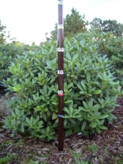 Rhododendron (Rhododendron 'Cunningham White') -Planten Verkoopwinkel rhodod cun white 1 1