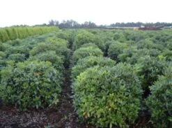 Rhododendron (Rhododendron 'Cunningham White') 36 Rhododendron (Rhododendron 'Cunningham White') -Planten Verkoopwinkel rhodod cun white 2