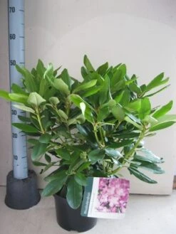 Rhododendron (Rhododendron Catawbiense 'Boursault') -Planten Verkoopwinkel rhododendron boursault c5 aug 1