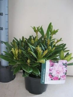 Dwergrhododendron (Rhododendron 'Caroline Allbrook') -Planten Verkoopwinkel rhododendron caroline allbrook c5 aug