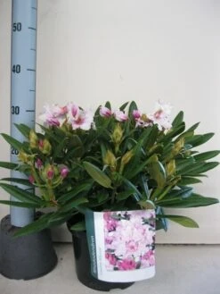 Dwergrhododendron (Rhododendron 'Caroline Allbrook') -Planten Verkoopwinkel rhododendron caroline allbrook c5 sept 1 2