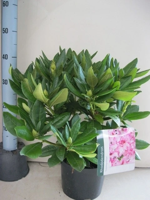 Rhododendron (Rhododendron 'Cosmopolitan') 16 Rhododendron (Rhododendron 'Cosmopolitan') - Afbeelding 16