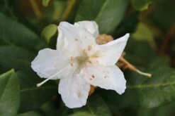 Rhododendron (Rhododendron 'Cunningham White') 21 Rhododendron (Rhododendron 'Cunningham White') -Planten Verkoopwinkel rhododendron cunningham white 2