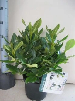 Rhododendron (Rhododendron 'Cunningham White') -Planten Verkoopwinkel rhododendron cunninghams white c5 aug 1