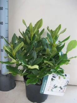 Rhododendron (Rhododendron 'Cunningham White') 22 Rhododendron (Rhododendron 'Cunningham White') -Planten Verkoopwinkel rhododendron cunninghams white c5 aug 1 2