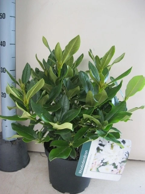 Rhododendron (Rhododendron 'Cunningham White') 4 Rhododendron (Rhododendron 'Cunningham White') - Afbeelding 4