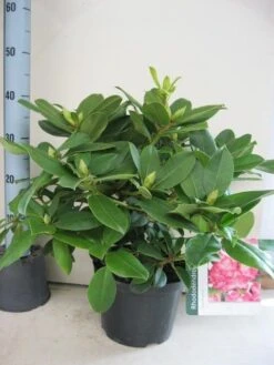 Rhododendron (Rhododendron 'Germania') -Planten Verkoopwinkel rhododendron germania c5 aug