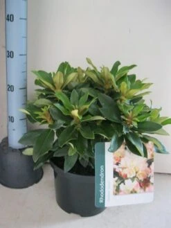 Dwergrhododendron (Rhododendron 'Golden Torch') -Planten Verkoopwinkel rhododendron golden torch c5 aug