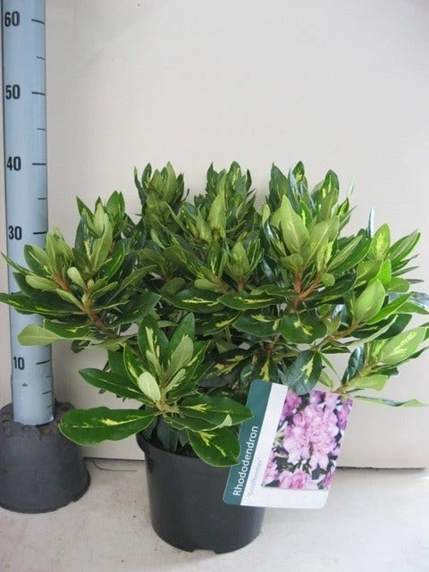 Rhododendron (Rhododendron 'Goldflimmer') 2 Rhododendron (Rhododendron 'Goldflimmer') - Afbeelding 2
