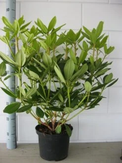 Rhododendron (Rhododendron Catawbiense 'Grandiflorum') -Planten Verkoopwinkel rhododendron grandiflorum 50 60 1