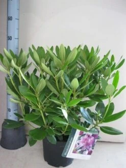 Rhododendron (Rhododendron Catawbiense 'Grandiflorum') -Planten Verkoopwinkel rhododendron grandiflorum c5 aug 2