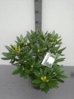 Rhododendron (Rhododendron 'Madame Masson') -Planten Verkoopwinkel rhododendron madame masson