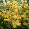 Azalea (Rhododendron 'Mollis' Geel) -Planten Verkoopwinkel rhododendron mollis geel 1