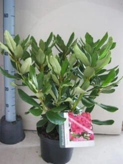 Rhododendron (Rhododendron 'Nova Zembla') -Planten Verkoopwinkel rhododendron nova zembla c5 aug 1