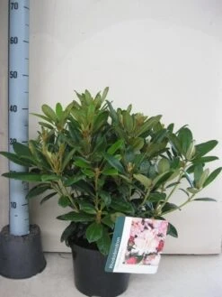 Rhododendron (Rhododendron 'Percy Wiseman') -Planten Verkoopwinkel rhododendron percy wiceman c5 aug 1