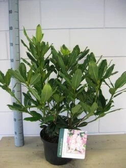 Bosrhododendron (Rhododendron Ponticum 'Roseum') -Planten Verkoopwinkel rhododendron ponticum roseum c5 oktober 1 1