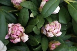 Dwergrhododendron (Rhododendron 'Porzellan') -Planten Verkoopwinkel rhododendron porzellan 1