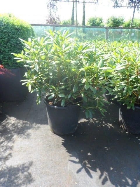 Rhododendron (Rhododendron 'Roseum Elegans') 3 Rhododendron (Rhododendron 'Roseum Elegans') - Afbeelding 3