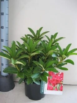 Rhododendron (Rhododendron 'Wilgen's Ruby') -Planten Verkoopwinkel rhododendron wilgens ruby c5 aug 1 1