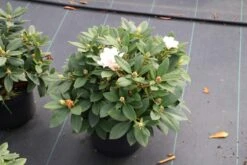 Dwergrhododendron (Rhododendron 'Golden Torch') -Planten Verkoopwinkel rhododendron y. golden torch 5 1