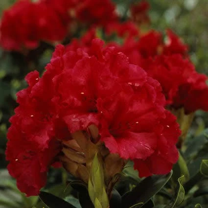 Rhododendron (Rhododendron 'Red Jack') 1 Rhododendron (Rhododendron 'Red Jack')