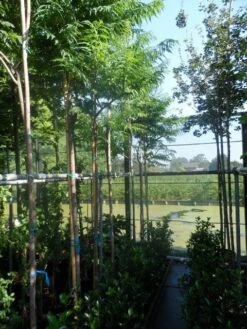 Fluweelboom (Rhus Typhina 'Dissecta' (laciniata)) -Planten Verkoopwinkel rhus typhina dissecta 10 12ho cont. 1