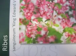 Ribes (Ribes Sanguineum 'King Edward VII') -Planten Verkoopwinkel ribes king edward