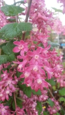 Ribes (Ribes Sanguineum 'King Edward VII') -Planten Verkoopwinkel ribes king edward 2