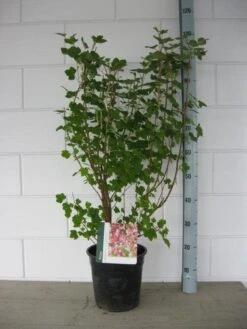 Ribes (Ribes Sanguineum 'King Edward VII') -Planten Verkoopwinkel ribes king edward c7 april