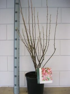 Ribes (Ribes Sanguineum 'King Edward VII') -Planten Verkoopwinkel ribes king edwards iv c7 okt