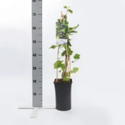 Zwarte Bes (Ribes Nigrum 'Ben Nevis') -Planten Verkoopwinkel ribes nigrum ben nevis 1