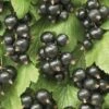 Zwarte Bes (Ribes Nigrum 'Ben Nevis') -Planten Verkoopwinkel ribes nigrum ben nevis 2 1