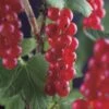 Rode Bes Op Stam (Ribes Rubrum 'Jonkheer Van Tets') 4 Rode Bes Op Stam (Ribes Rubrum 'Jonkheer Van Tets') -Planten Verkoopwinkel ribes rubrum jonkheer van tets 3 1 1