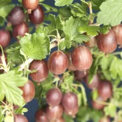 Rode Kruisbes Op Stam (Ribes Uva-crispa 'Hinnonmaki Rƶd')