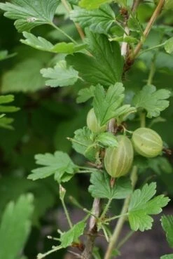 Groene Kruisbes Op Stam (Ribes Uva-crispa 'Hinnonmaki Grön') -Planten Verkoopwinkel ribes uva crispa hinnonmaeki 1