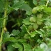 Groene Kruisbes Op Stam (Ribes Uva-crispa 'Hinnonmaki Grön') -Planten Verkoopwinkel ribes uva crispa hinnonmaeki 3