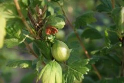 Groene Kruisbes Op Stam (Ribes Uva-crispa 'Hinnonmaki Grön') -Planten Verkoopwinkel ribes uva crispa hinnonmaki gr n lage res 1