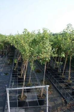 Groene Kruisbes Op Stam (Ribes Uva-crispa 'Hinnonmaki Grön') -Planten Verkoopwinkel ribes uva crispa hinnonmaki gr n stam lage res