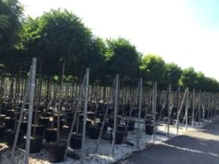 Bolacacia (Robinia Pseudoacacia 'Umbraculifera') -Planten Verkoopwinkel robinia p. umbraculifera 14 16 1