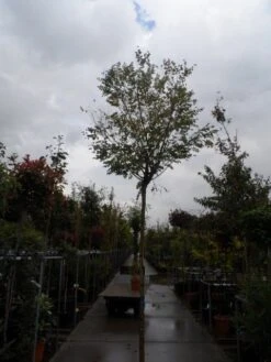 Bolacacia (Robinia Pseudoacacia 'Umbraculifera') -Planten Verkoopwinkel robinia ps. umbraculifera 1214 1