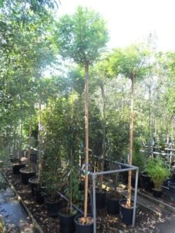 Bolacacia (Robinia Pseudoacacia 'Umbraculifera') -Planten Verkoopwinkel robinia pseudoacacia umbraculifera 10 12ho cont 2