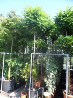 Bolacacia (Robinia Pseudoacacia 'Umbraculifera') -Planten Verkoopwinkel robinia pseudoacacia umbraculifera 12 14ho cont 1